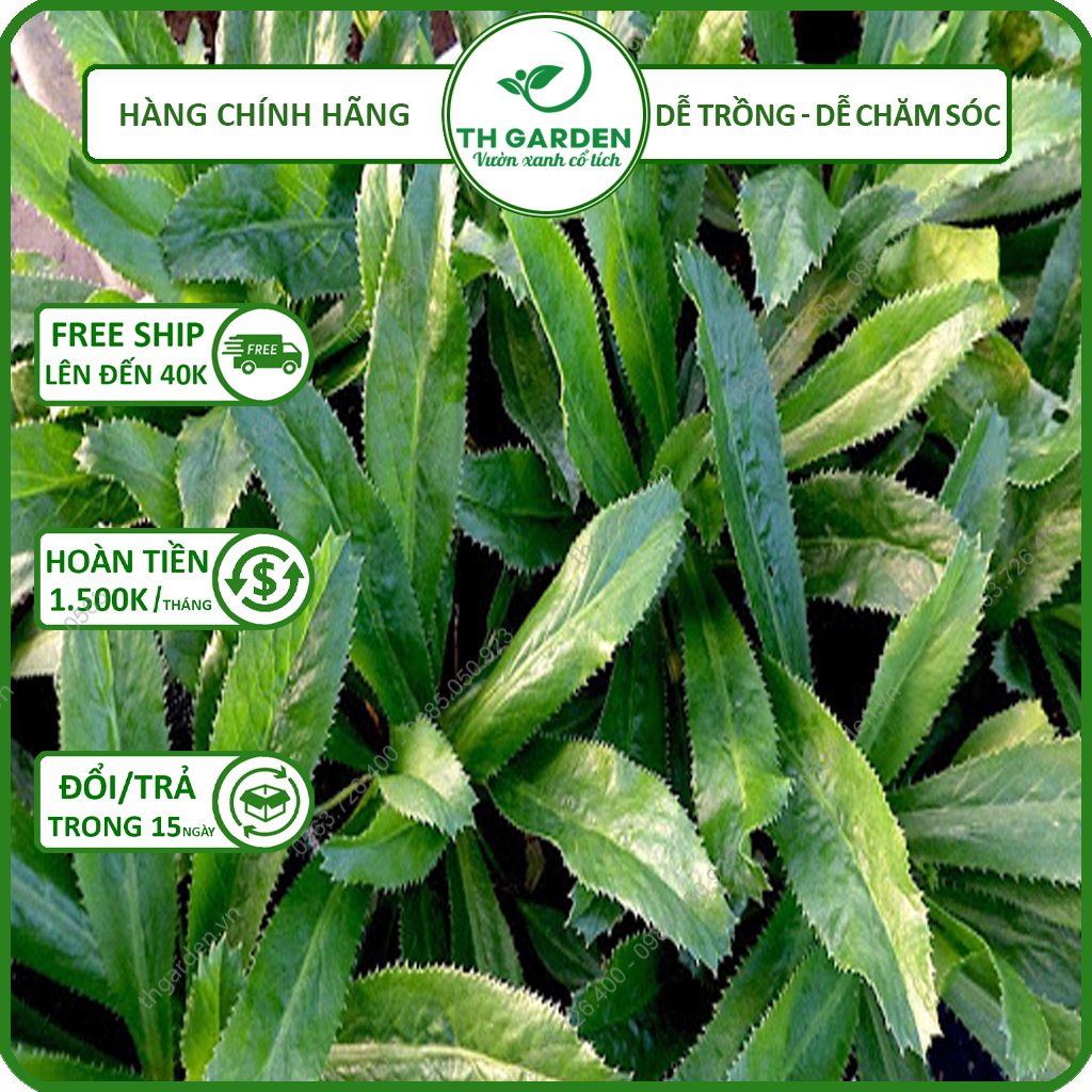 Hạt giống rau mùi tàu th garden - hạt giống cao sản, dễ trồng dễ chăm sóc, thơm ngon, năng suất cao