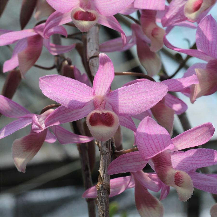 Lan giả hạc pháp cây cực đẹp