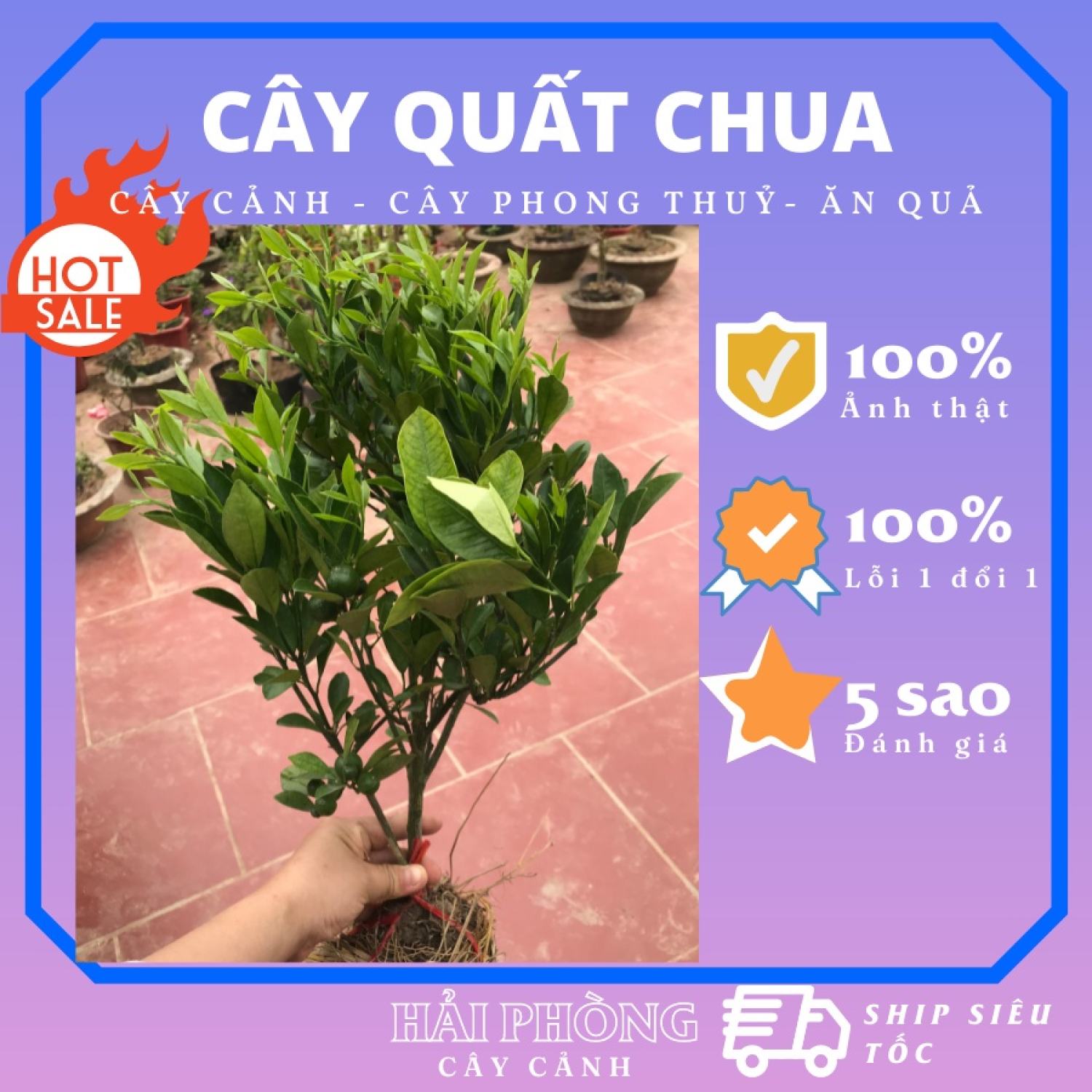 Cây quất chua giống quả sai quanh năm, cây cao 40cm, đang ra quả, sinh trưởng khoẻ mạnh, lỗi 1 đổi 1