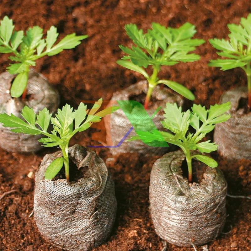 Hộp 100 Viên nén ươm hạt, viên nén xơ dừa