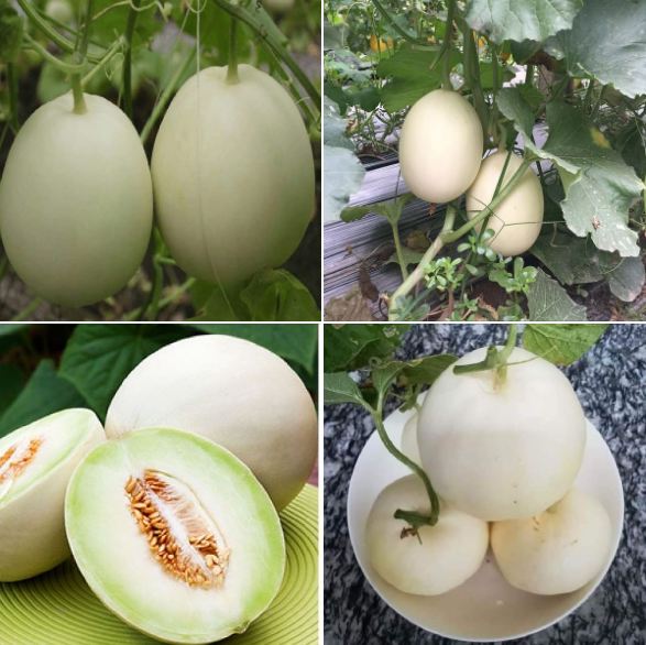 " Gói 20 "Hạt giống dưa lê bạch tuyết