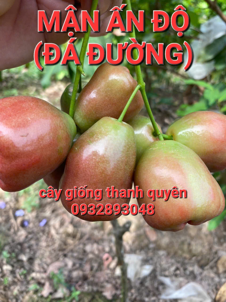 Cây giống mận Ấn Độ xưa hay còn gọi mận đá đường