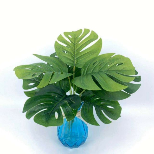 Cụm lá rùa 9 lá, cao 30cm