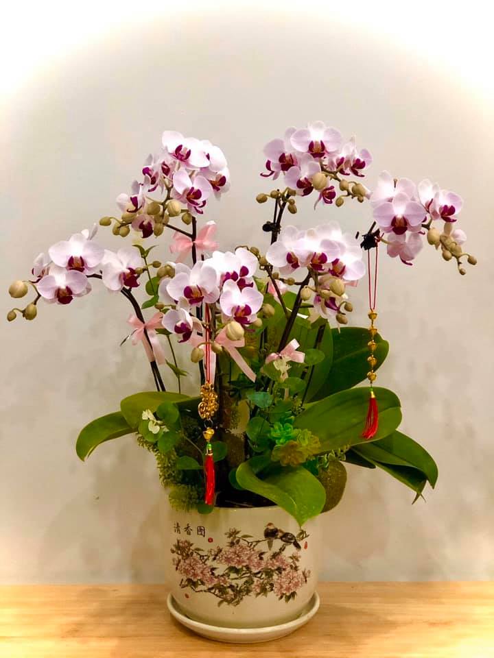 Lan Hồ Điệp sẵn Ngồng Chơi Tết 2021