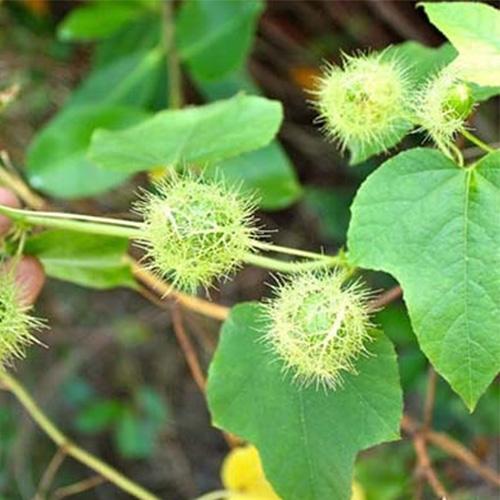 Cây lạc tiên khô - 1kg