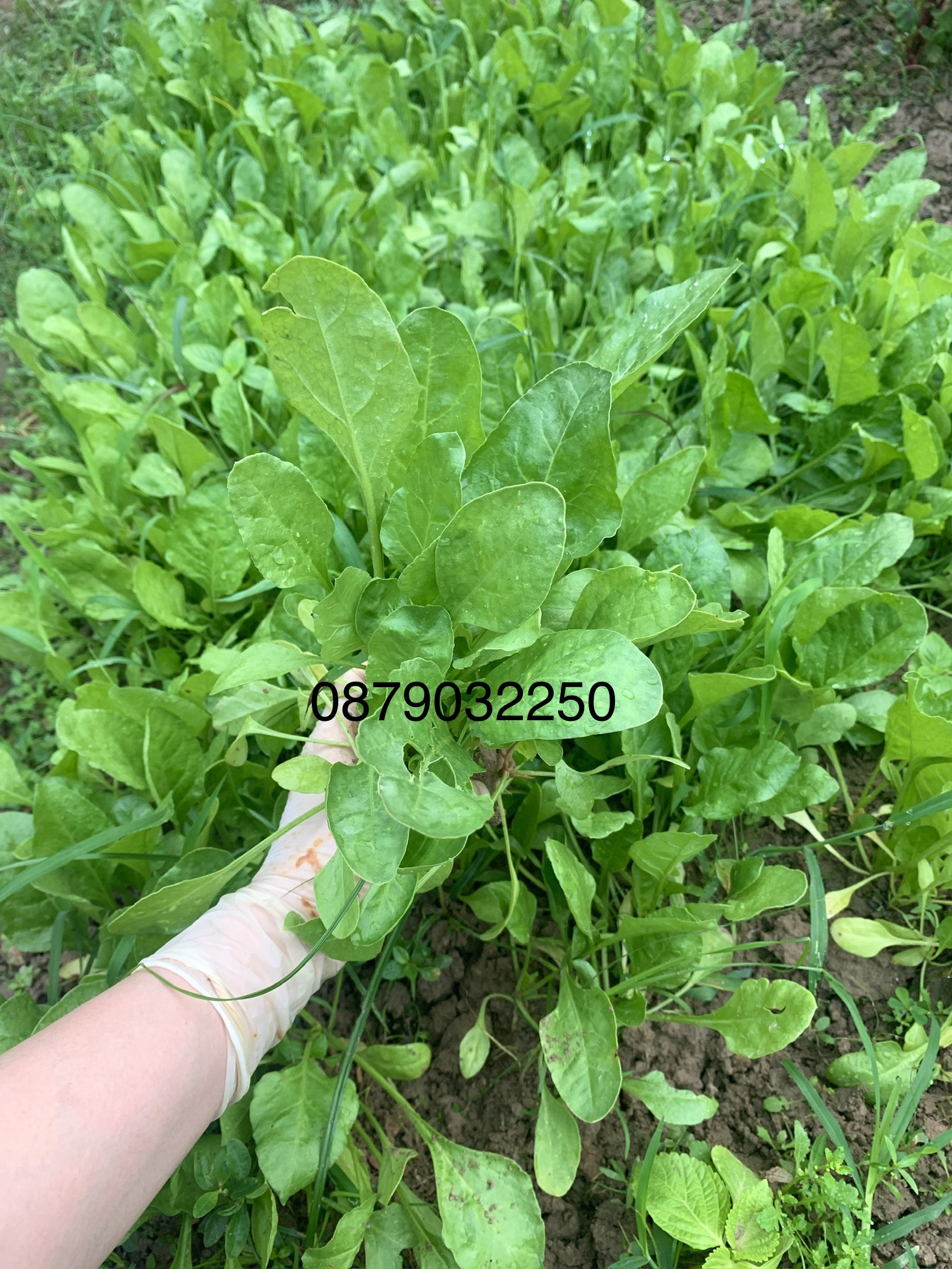 20 Cây giống Cải Bó Xôi chịu nhiệt trồng quanh năm