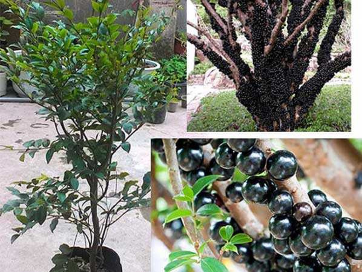 Cây giống nho thân gỗ tứ quý