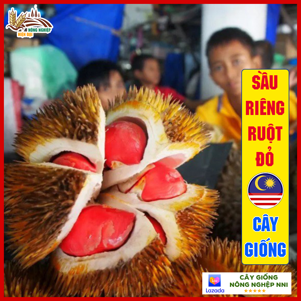 Cây sầu riêng ruột đỏ Malaysia - cây con F1 chuẩn giống sinh trưởng nhanh, dễ trồng | QD64