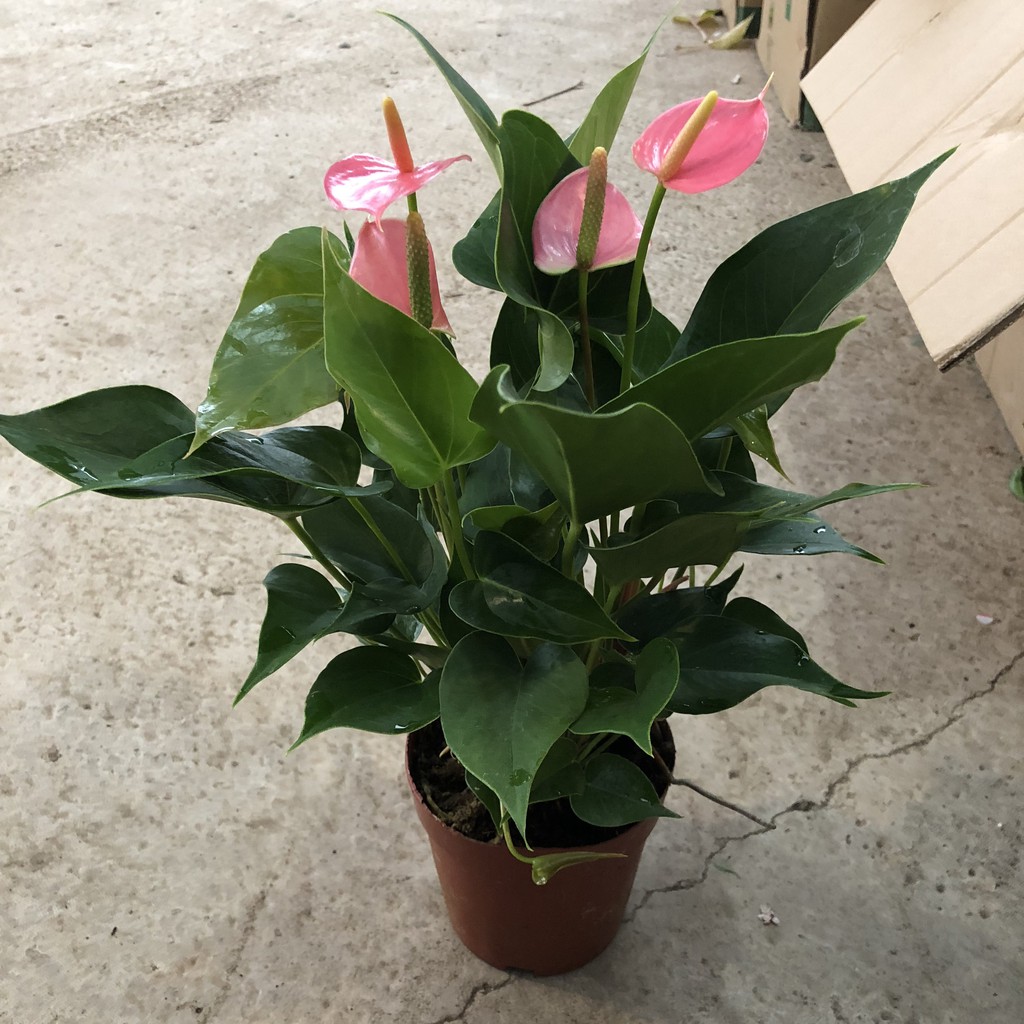 Cây hoa hồng môn hồng cao 25-30cm nhiều hoa đẹp bụi cây to nhiều nhánh sum suê dễ trồng và chăm sóc, thích hợp trang trí