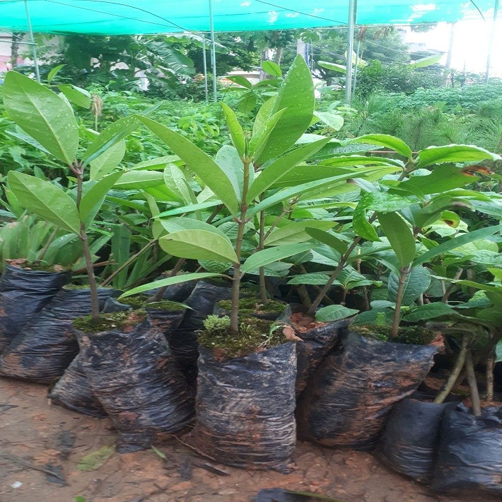 Cây dọc rừng giống khỏe đẹp