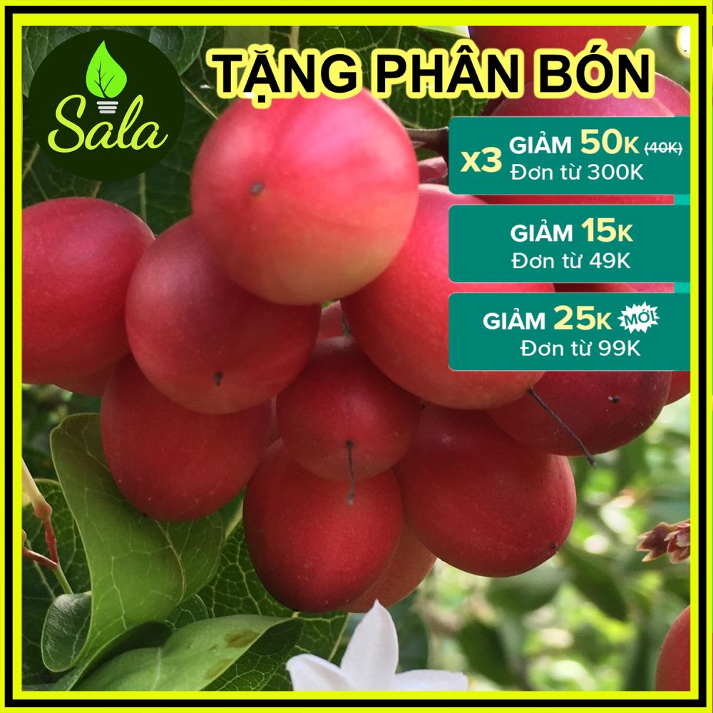 [Cây lớn 2 năm tuổi] Cây siro siêu trái - cây giống si rô