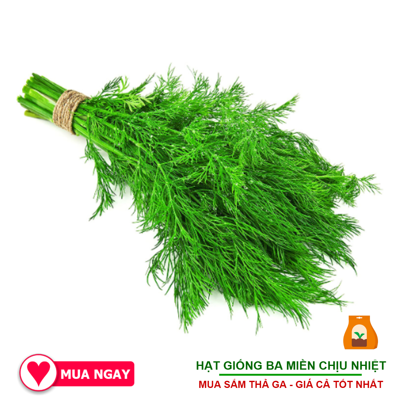 Hạt giống rau thì là rạng đông chịu nhiệt 5gram
