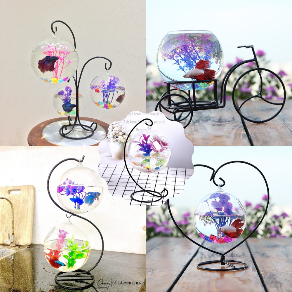 Bể Cá Mini Khung Treo để bàn với nhiều mẫu có kèm phụ kiện