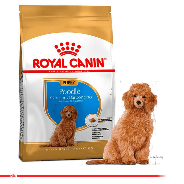 Cung cấp ROYAL CANIN POODLE PUPPY - Thức ăn hạt khô dành cho chó Poodle dưới 12 hàng xách tay