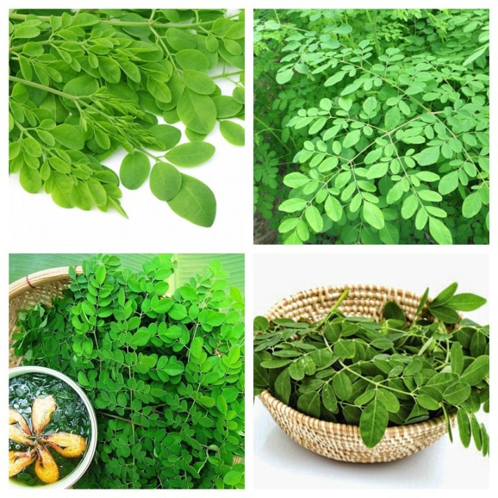 Hạt giống chùm ngây gói 2gr