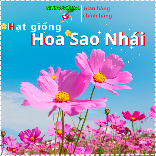 Hạt giống hoa sao nhái gói 100g dễ nảy mầm shop gionghatrau