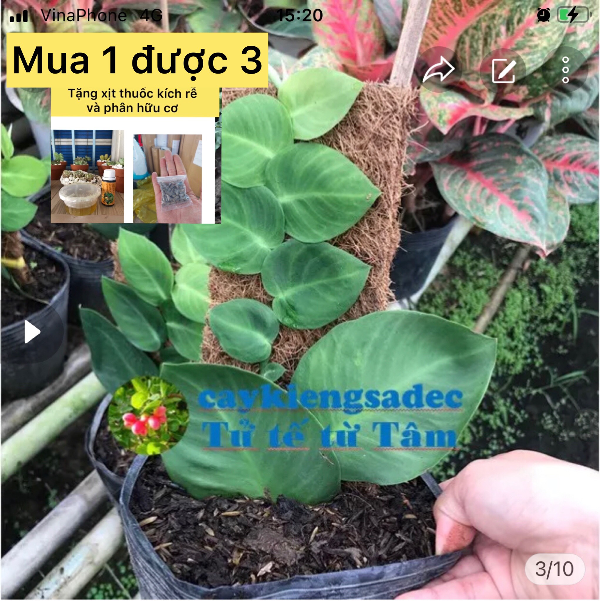 Caykiengsadec-Dây leo tấc kè thái+ tặng phân bón cho cây mau lớn Cây thường xuân thái, cây tắc kè, cây thằn lằn thái lá to