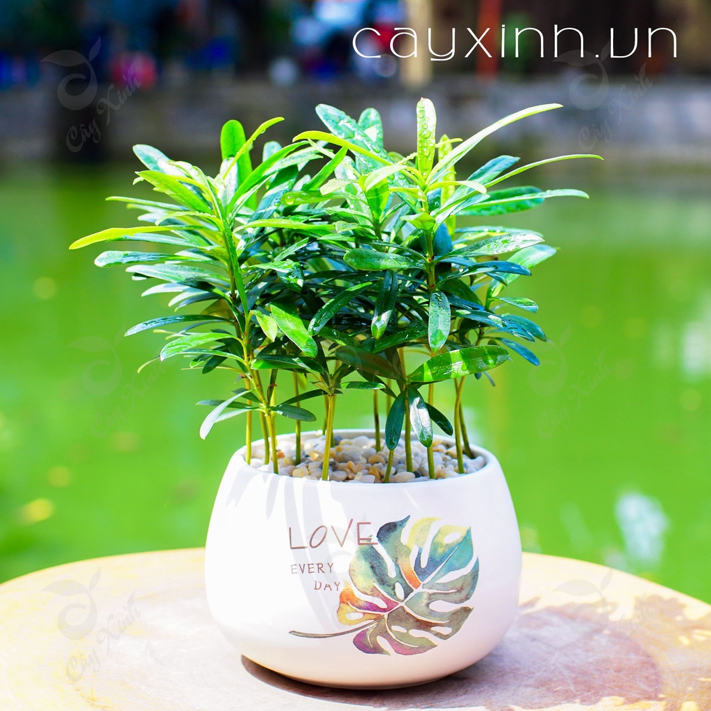 Cây Tùng la hán mini de bàn cực xinh