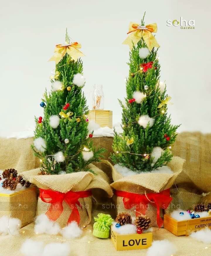 Cây sơn tùng cao 40-90 cm+ trang trí noel