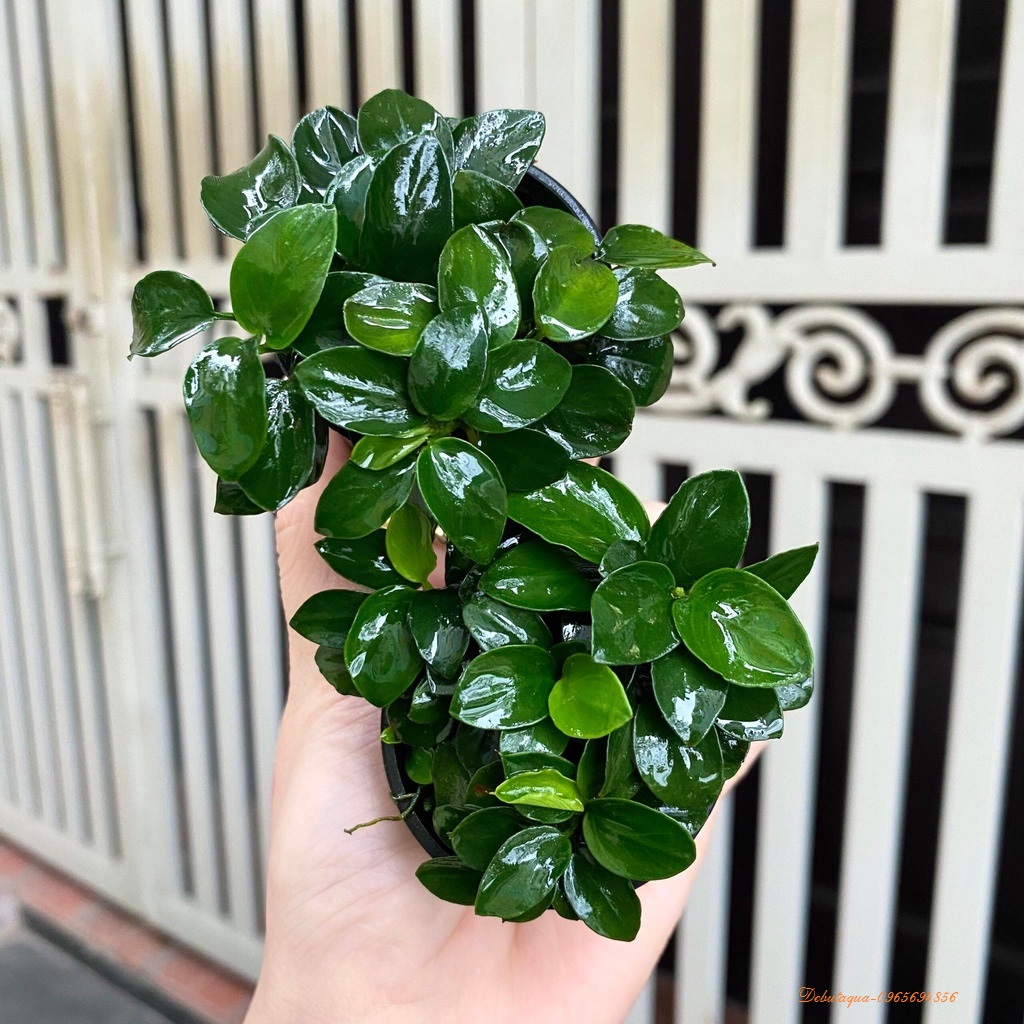 Ráy Nana Petit -Cây Thủy Sinh Gắn giá thể