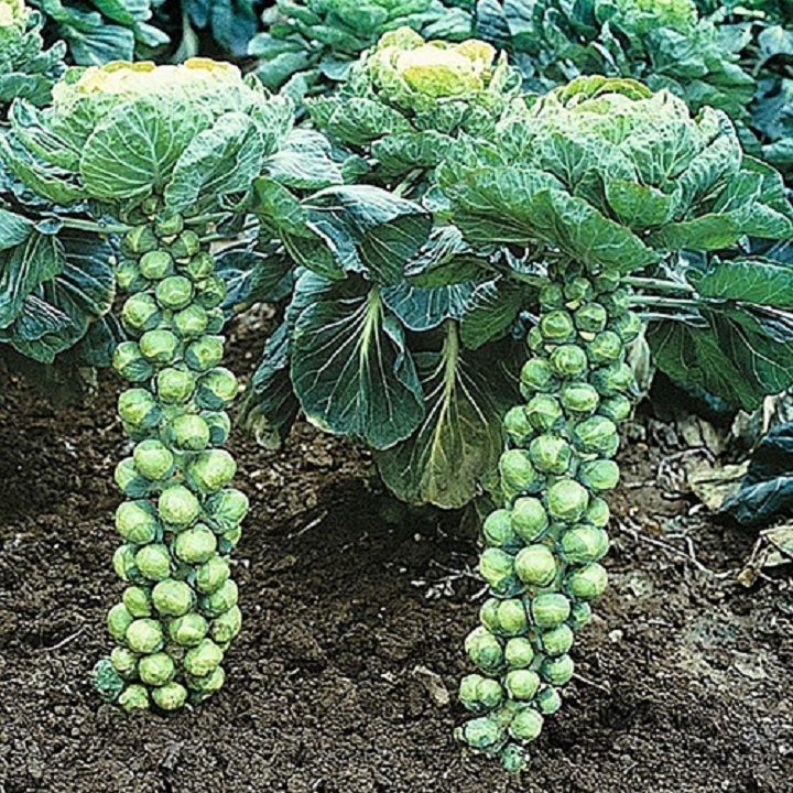 Hạt giống Cải bắp mini F1 - 10 hạt