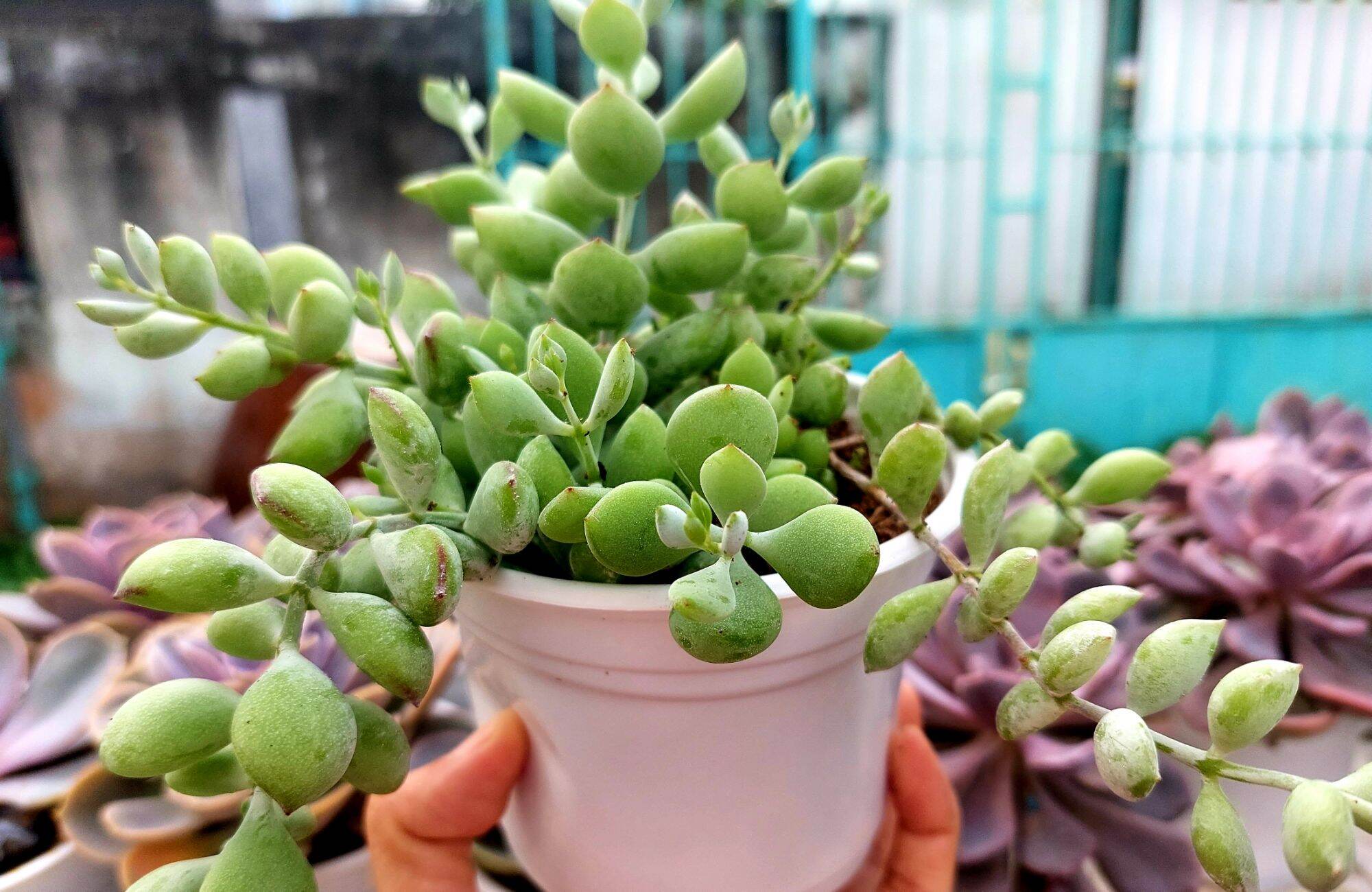 Sen đá hạt lựu size trung