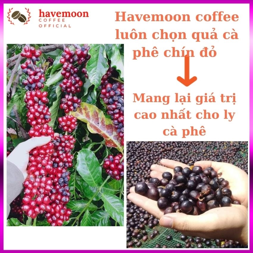 Cafe Nguyên Chất Mix 3 Hạt Cà Phê Robusta Culi Và Arabica Pha Phin Pha Máy Đắng Đậm Thơm Nhiều Không chua Hậu Vị Ngọt