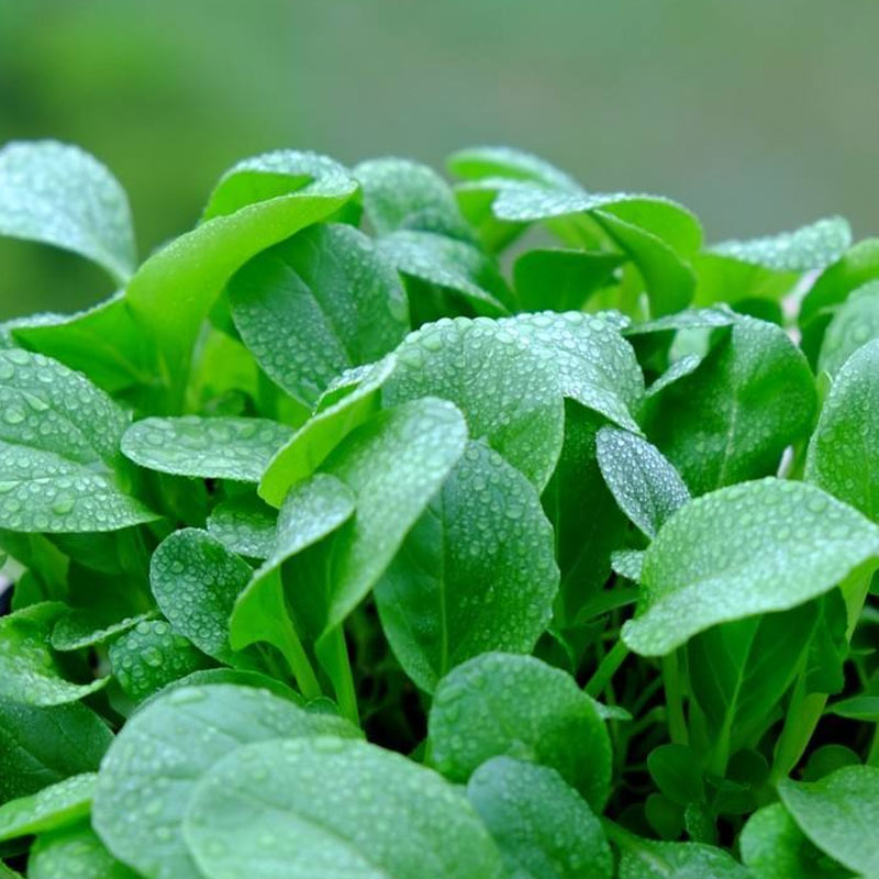 Hạt giống cải ngọt bông ăn non
