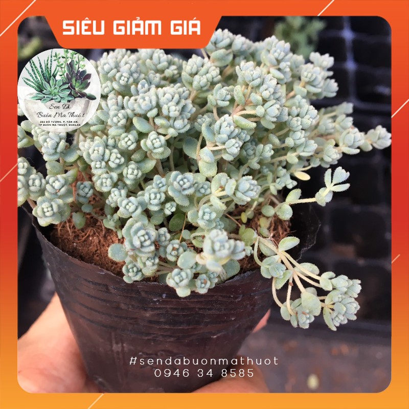 Sen đá sedum hoa hồng nhỏ xíu ❤️[siêu đẹp]❤️ - Sen đá Buôn Ma Thuột - BMT Garden lỗi 1 đổi 1