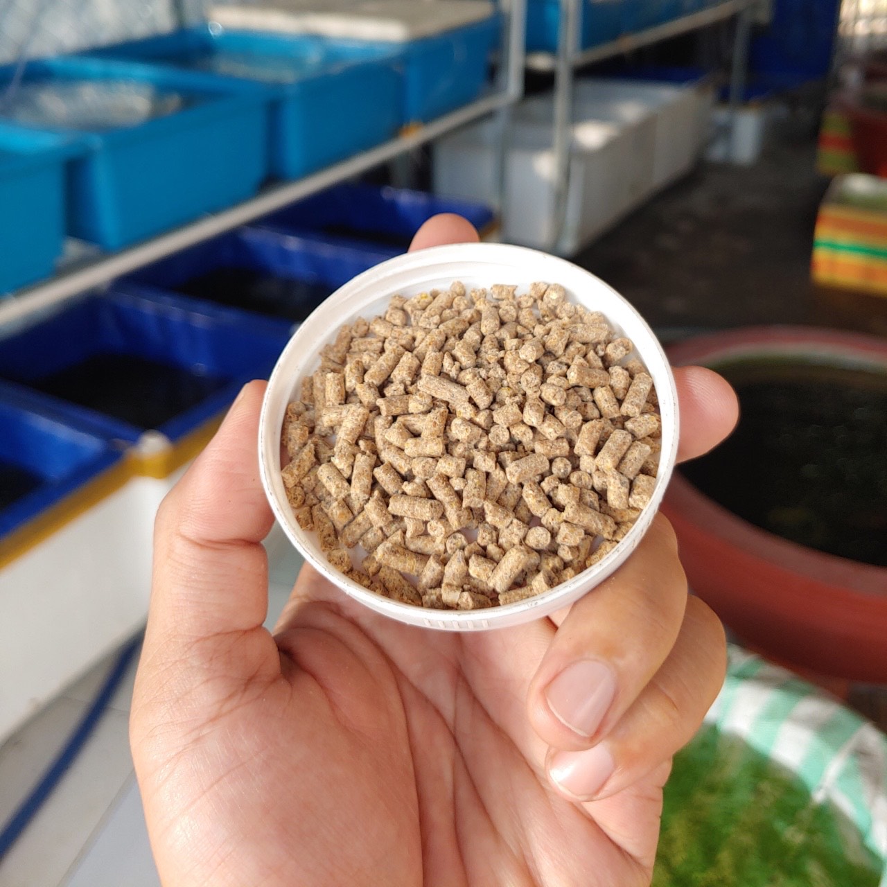 Thức ăn cho cá, tép, thức ăn dạng chìm, tép bu theo bầy, bu theo đàn