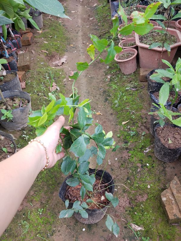Cây việt quất chuẩn F1 giá rẻ