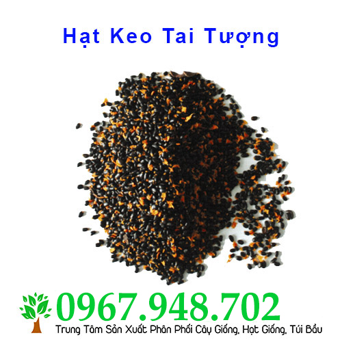 [HCM]200 Gram Hạt Giống Keo Tai Tượng