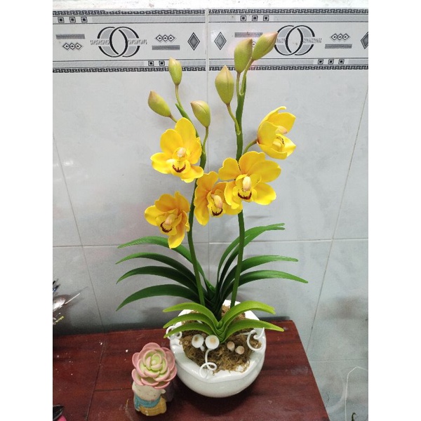 Hoa địa lan đất sét