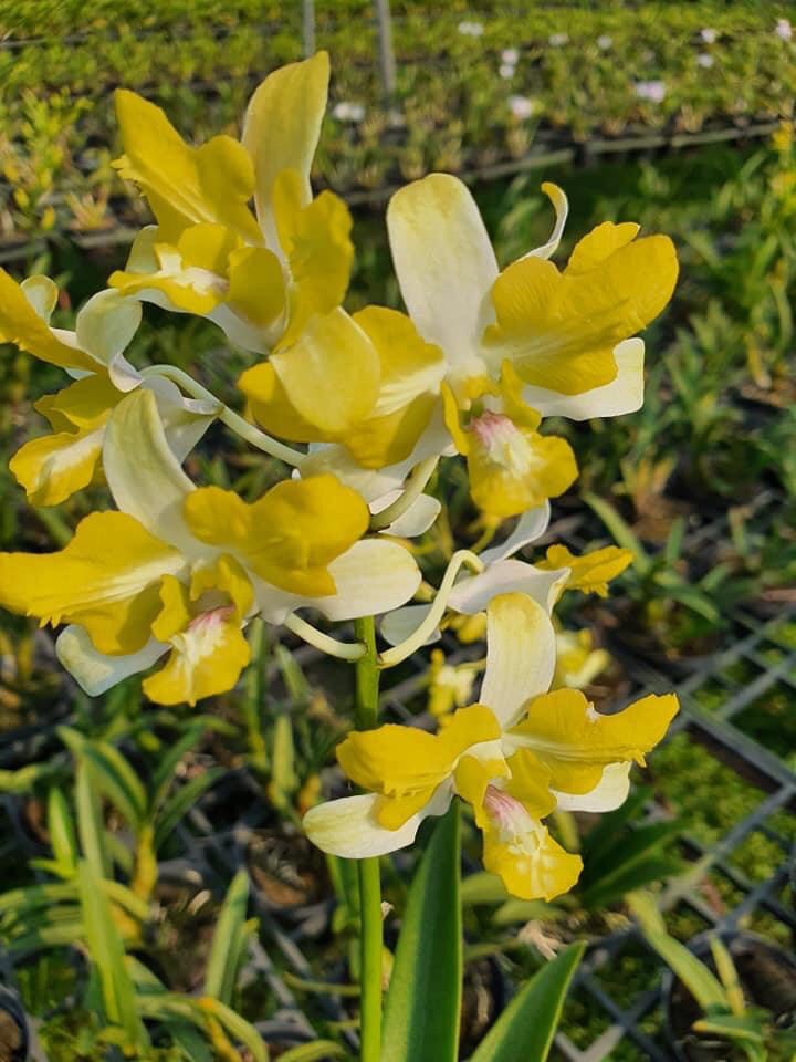 Denro Banana đột biến 3 lưỡi