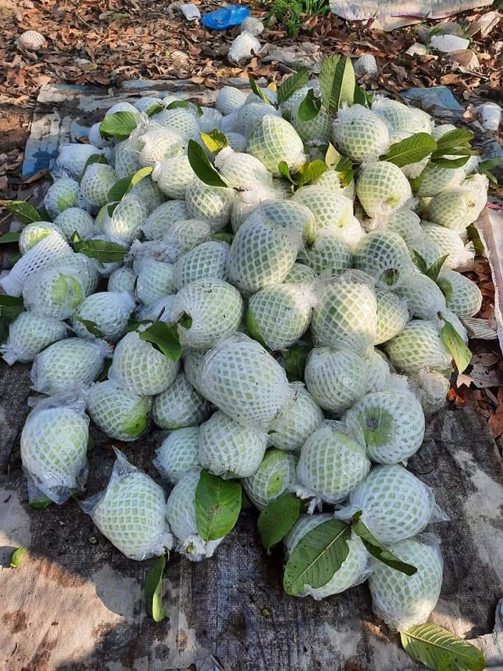 1.5kg túi bao,bọc ổi lồng sẵn đầy đủ thun xốp bì