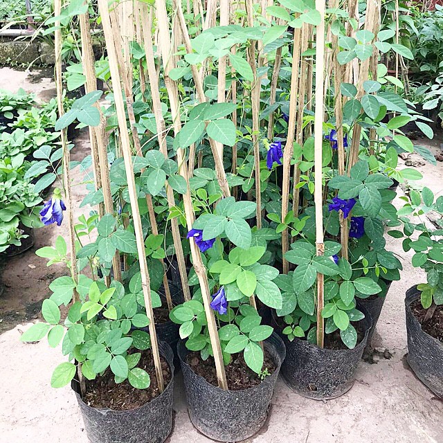 Cây Đậu Biếc (Convolvulus pluricaulis) trưởng thành siêu cây leo dàn, ra hoa quả quanh năm, hoa hãm trà (H2, H3)