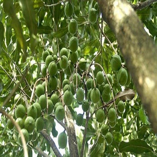 Cây giống sấu ghép sai quả