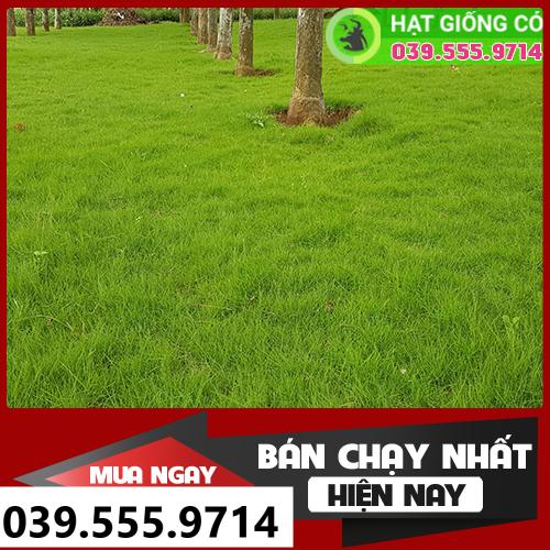 Hạt Cỏ Nhung Nhật - Cỏ Thảm trang trí 200 gam