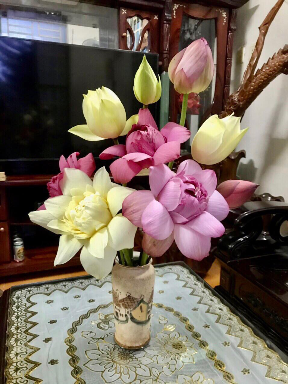 Hạt Sen Thái 10 màu- đã cắt vỏ về chỉ ngâm 3-4 ngày sẽ nảy mầm, ra hoa sau 2 tháng trồng