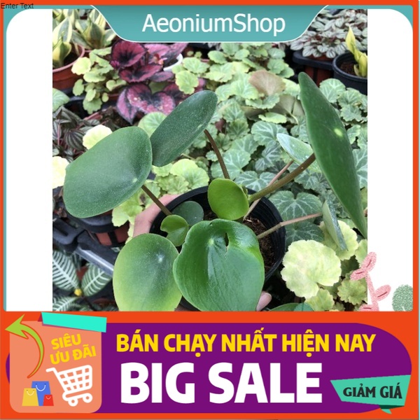 Cây cỏ gương ️ pilea peperomioides cây cỏ đồng tiền