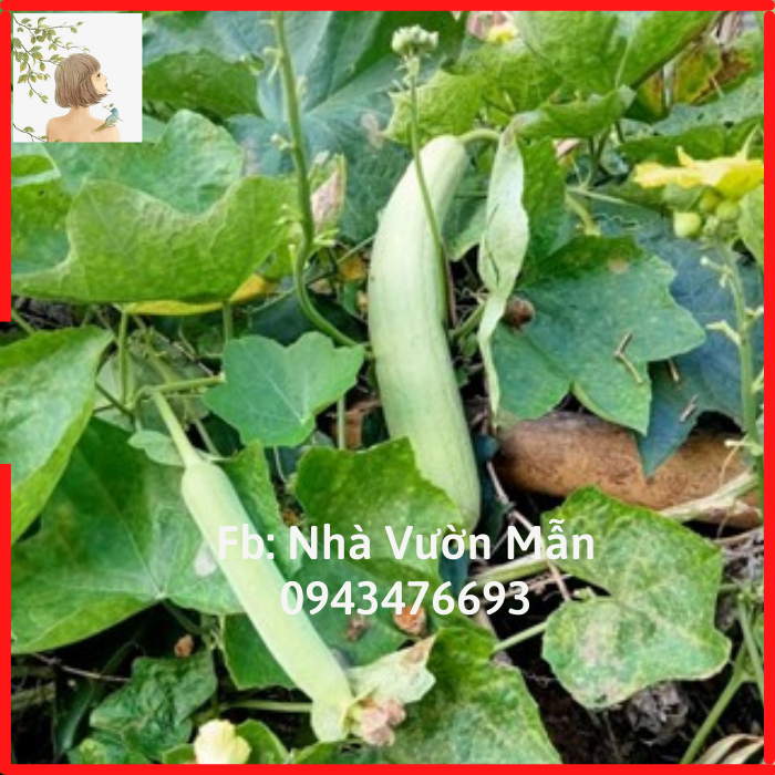 10 hạt giống mướp siêu trái