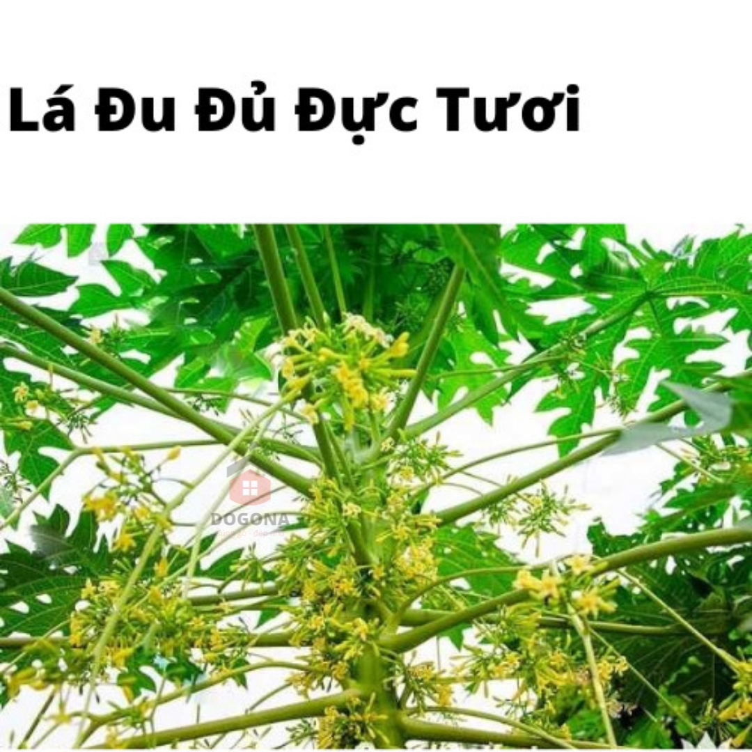 Lá cây đu đủ đực tươi 500 gam.