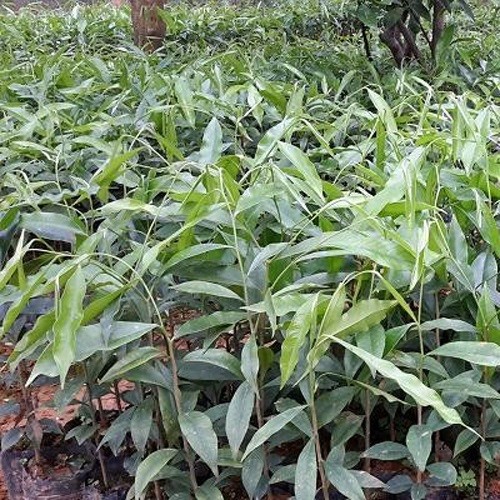 Combo 5 Cây giống trầm hương - 76789