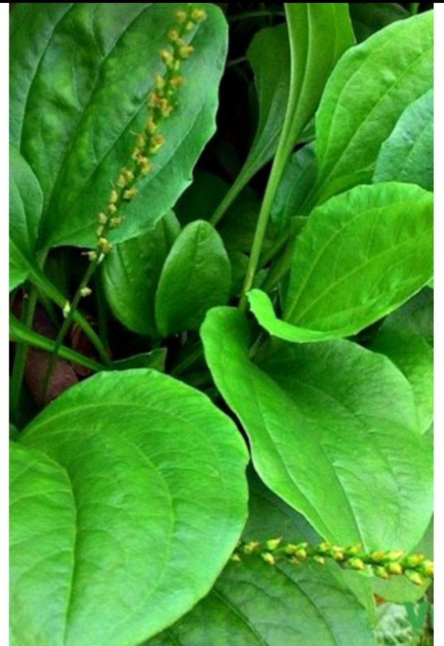 cây bông mã đề