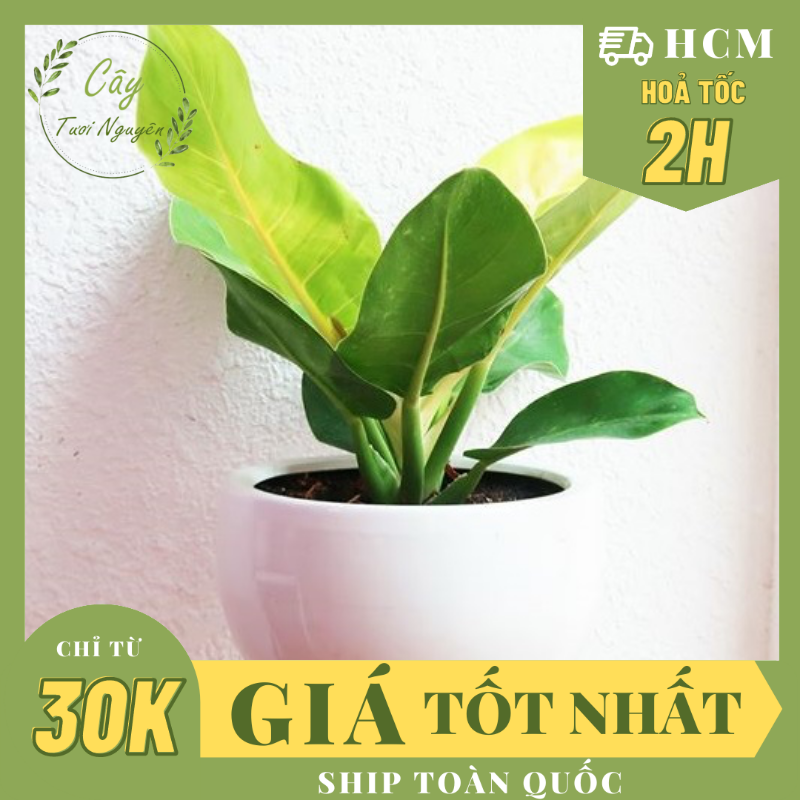 CÂY TRẦU BÀ ĐẾ VƯƠNG Vàng, (cao 15cm), cây phong thủy hút tài lộc để bàn mini GIÁ RẺ, lọc không khí, Cây Tươi Nguyên CTN0020