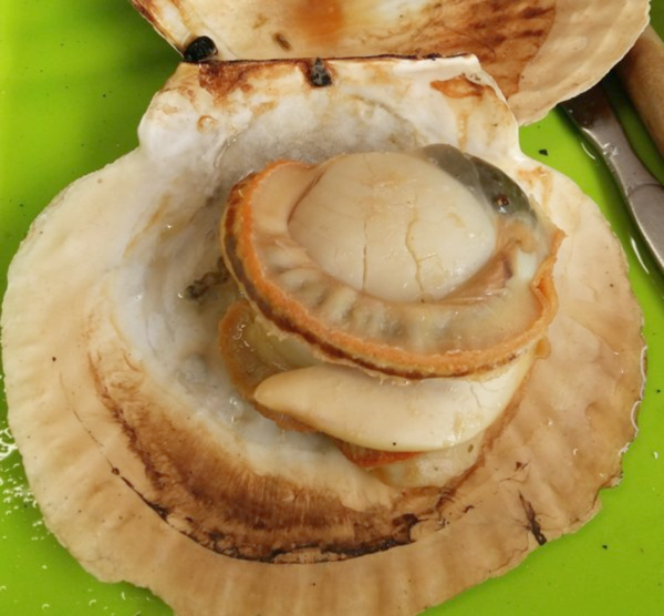 HCM - Sò Điệp Nhật nguyên con  1Kg