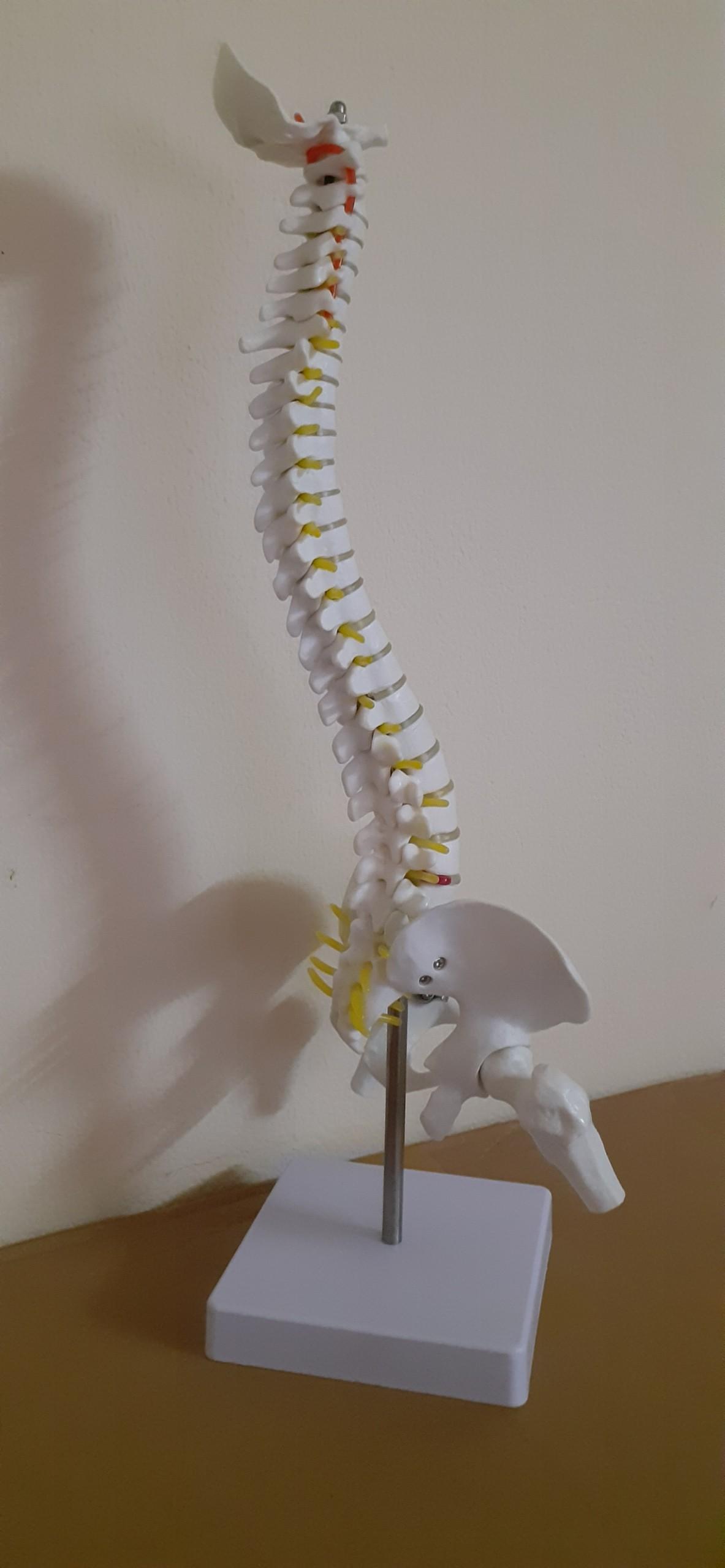 mô hình mô hình xương cột sống  xương cột sống mô hình