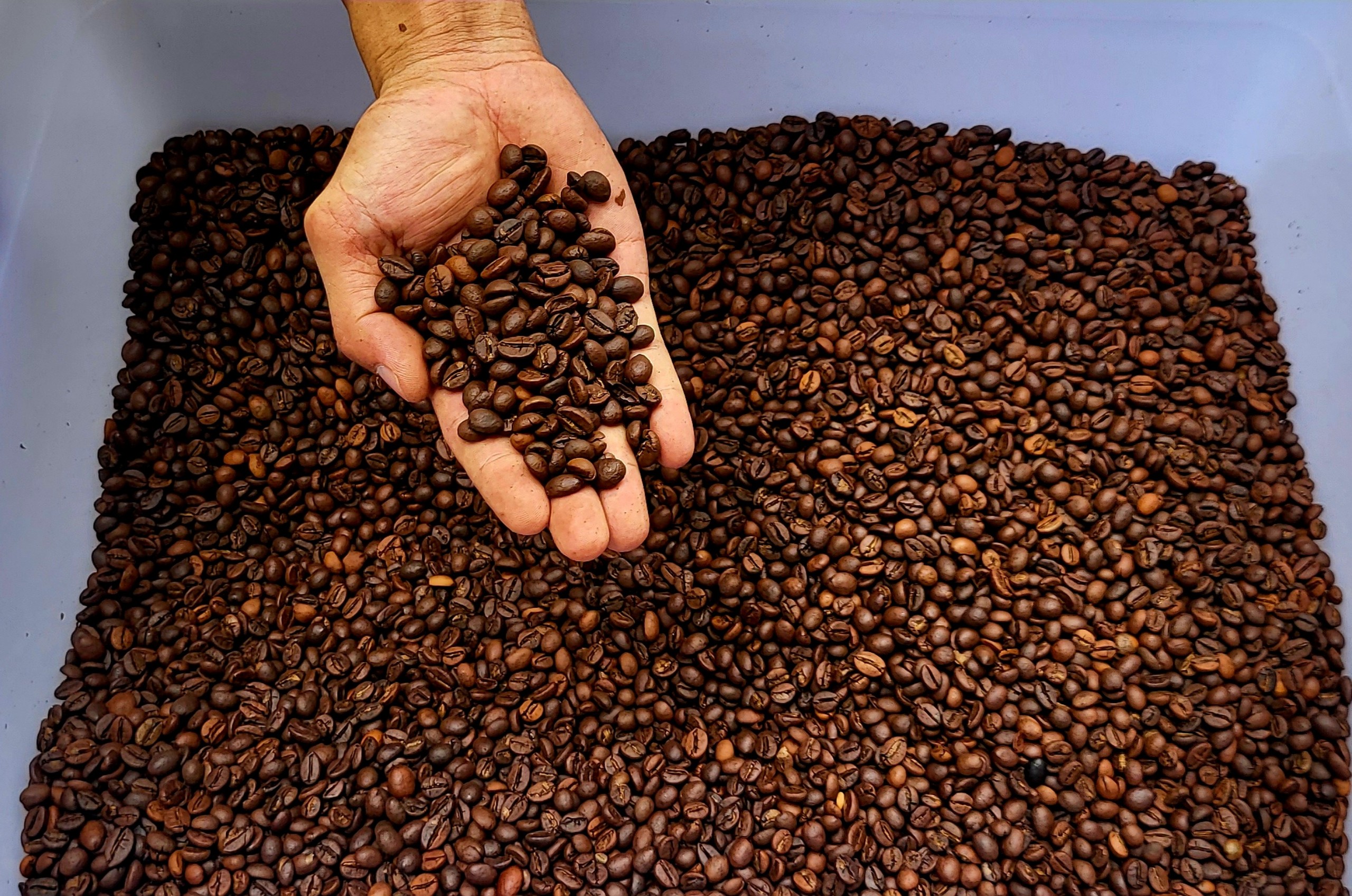 Hạt cafe moka robusta rang mộc pha máy hoặc phin