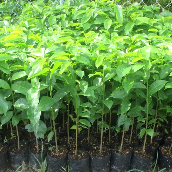 CÂY GIỐNG MÃNG CẦU XIÊM THÁI LAN TRỒNG HẠT CAO 50-60CM