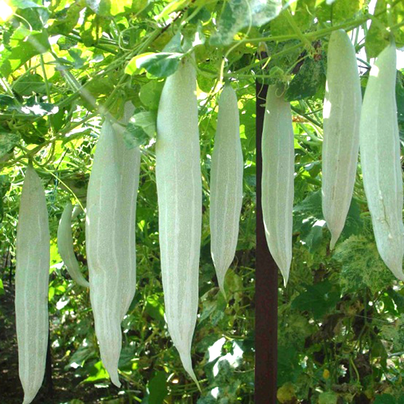 Hạt giống khổ qua tây mướp ngọt trái ngắn ( 45-50 hạt ) giá rẻ